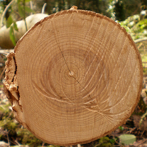 A photo of a tree trunk cross-section