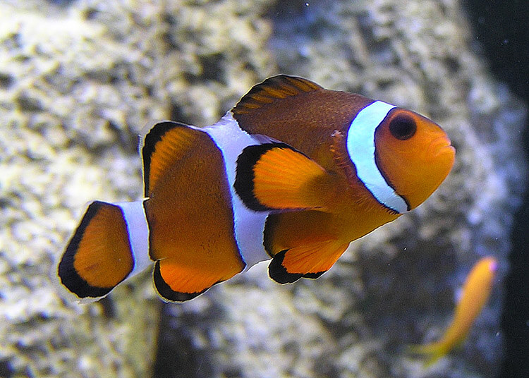 Photo of a clown fish, orange with white stripes.