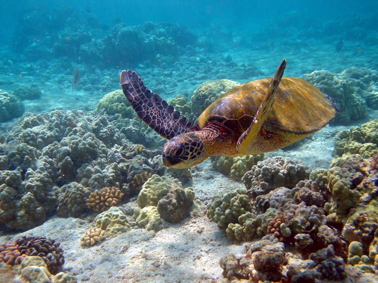Image of a sea turtle. Studying coral reefs will lead to keeping this guy’s home safe and beautiful.