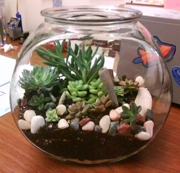 We planted succulents in our terrarium. We picked different shapes ...