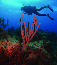 photo of coral and scuba diver in ocean