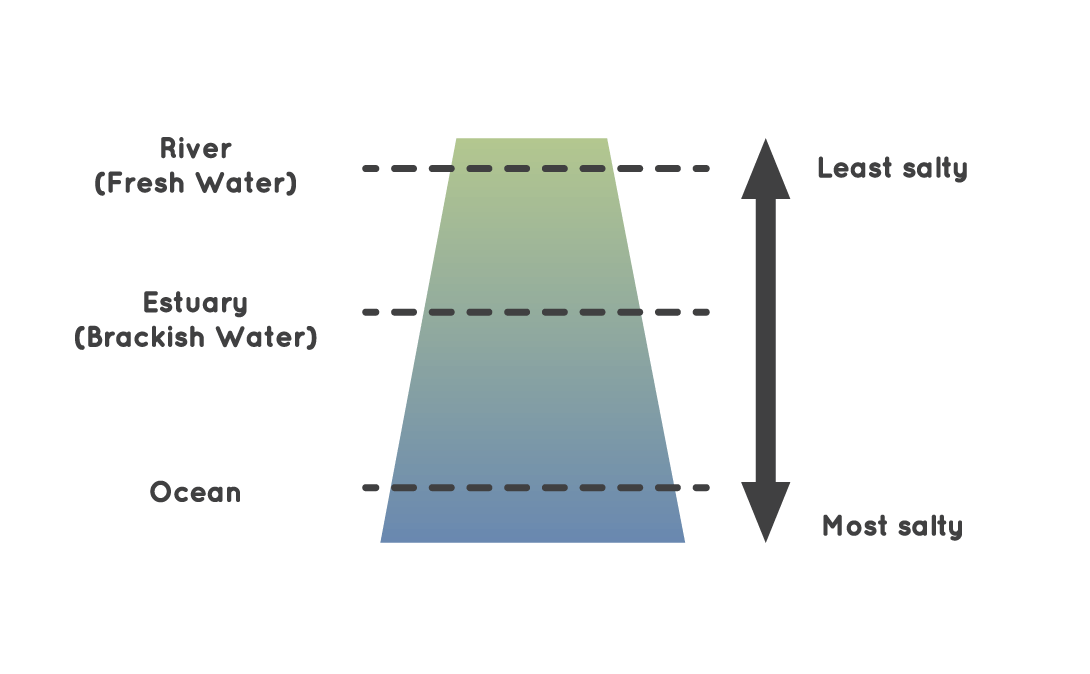 Graphic showing the saltiness of various types of water, with river (fresh water) at the top as least salty, estuary (brackish water) in the middle, and ocean at the bottom as most salty.