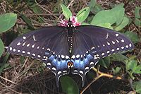 Charcoal colored butterfly with white spots, tinged with blue on its tail.