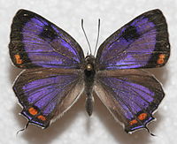 Purple butterfly with orange spots on edges of wings.