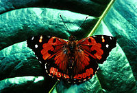 Butterfly is deep orange with black wingtips, marked with white spots.