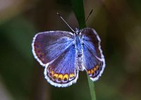 Shimmering blue butterfly with orange on edges of lower wings and a narrow white fringe all around.