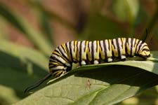 Monarch caterpillar, with black, yellow, and white stripes.