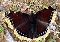 Very dark purple butterfly with white edges on its wings, and a row of blue spots just inside the white.