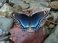Purple or blue butterfly with black borders along its wing edges, tinged with red.