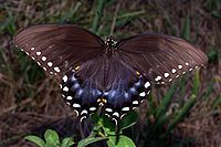 Dark brown butterfly with white spots along wing edges and some blue near the tail.