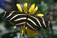 Butterfly with black and white stripes across the width of its wings.