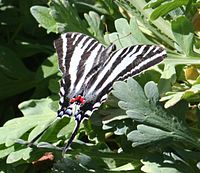Butterfly has black and white stripes, with spots of red and blue on its tail.
