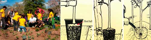 Two images. On left is a group of children planting a garden. On right is a series of three drawings showing how to plant a tree.