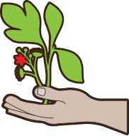 Cartoon hand holding soil and a little green plant.