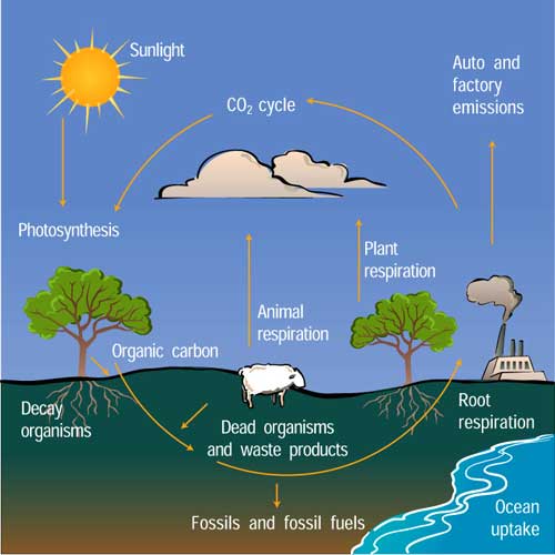 Diagram of Earth's carbon cycle.