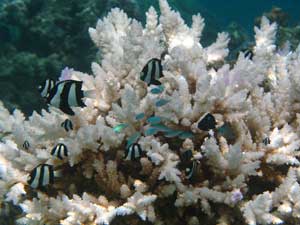 White coral in sunny water, with fish.
