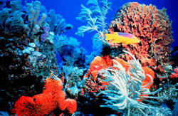 Colorful coral in sunny, shallow water, with fish.