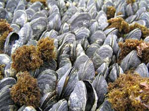 Photo of crowded bed of mussels under water.