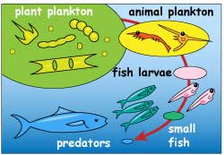 Ocean's food chain. See caption.