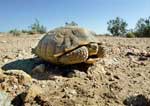 Photo of tortoise.