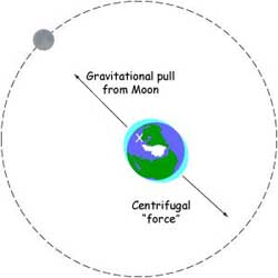 Diagram looking down on the North Pole of Earth, with the Moon in orbit. Ocean bulges with high tide on the side near the Moon and the opposite side. Arrow from Earth to Moon shows direction of Moon gravitational pull. Arrow pointing the opposite direction on the other side of Earth show direction of centrifugal force.