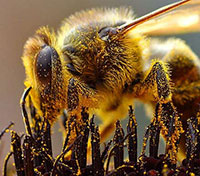 Bee collecting pollen.