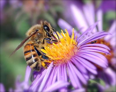 Bee getting nectar from a purple flower.