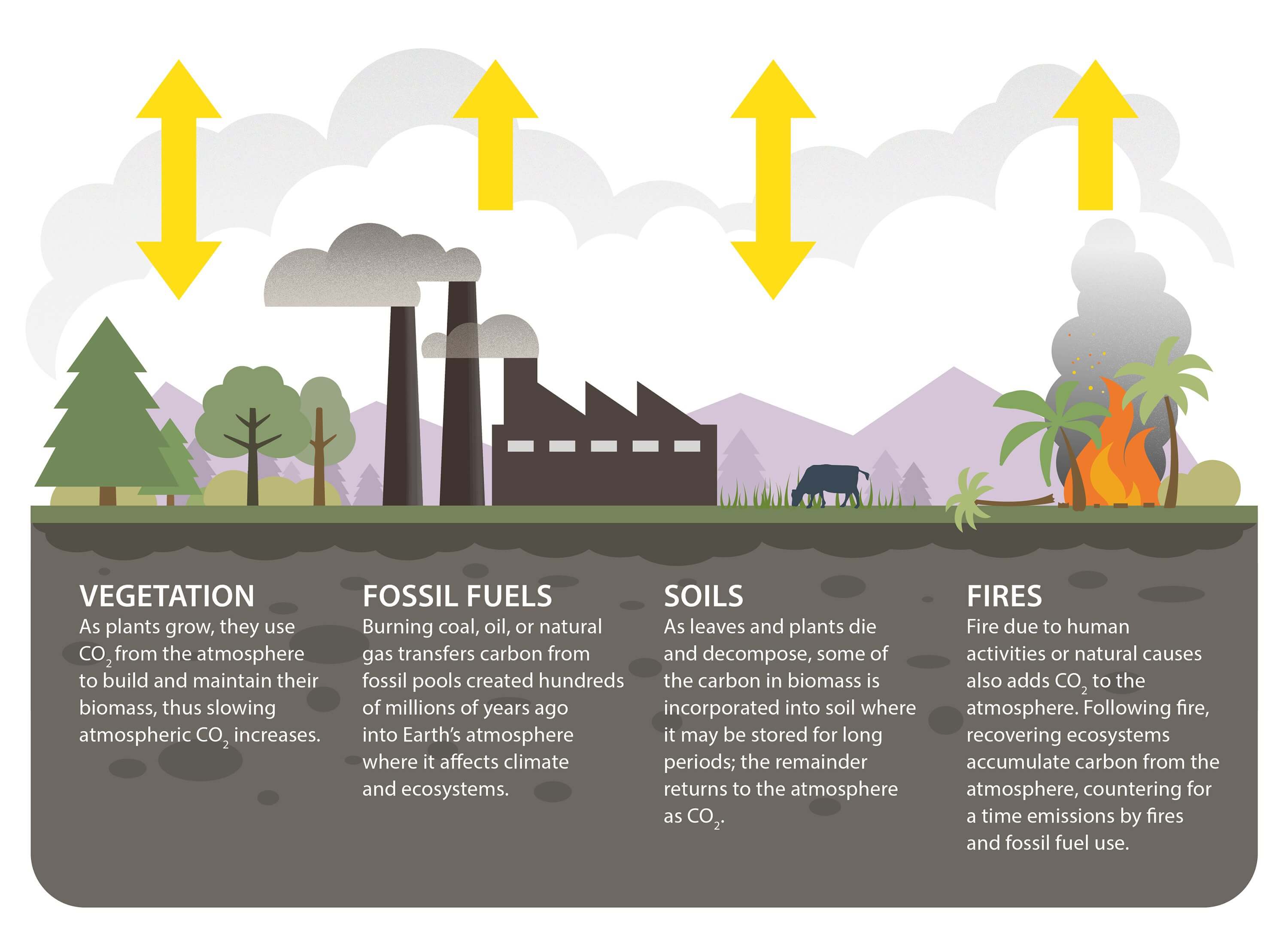 This infographic demonstrates how carbon dioxide cycles through the environment through vegetation, soils, fires, and the burning of fossil fuels. A digital rendering of a flat landscape shows the different sources of carbon on our planet. From left to right, the landscape shows green trees and vegetation, dark-colored pillars next to a factory building producing smoke plumes, a cow crazing, and lastly, a fire burning green trees and emitting a thick cloud of smoke. Above each of these elements are yellow up-and-down arrows depicting how carbon moves as a result of these processes.