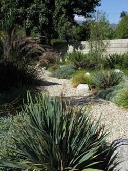 Photo of landscape with desert plants and winding path.