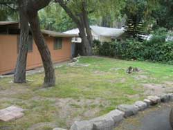 Photo of a back yard with only dry, patchy grass.
