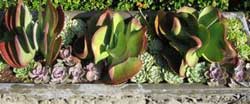 Photo of a bed of different kinds of succulent plants. Purple, shades of green, and even red.