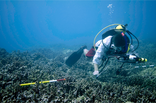 Dr. Hochberg using a spectrometer to study a reef in Hawaii.