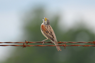 a dickcissel on a wire. credit: Dave Govoni