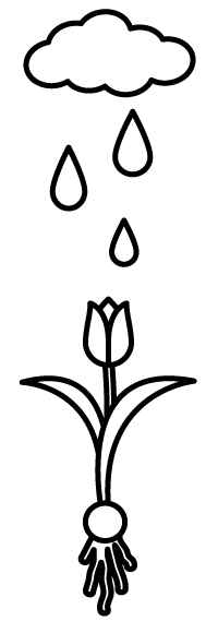 An illustration of a tulip with raindrops and a cloud above it.
