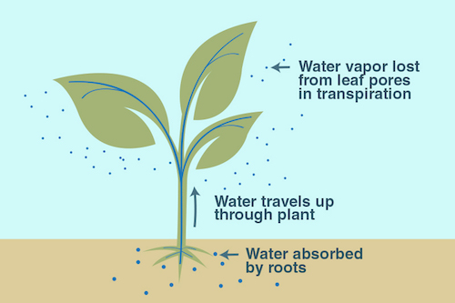 An illustration of the process of transpiration.