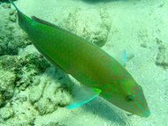 photo of green fish in ocean.