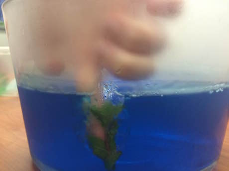 photo of finger pushing mint leaves into partially set blue gelatin
