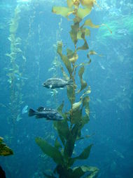 photo of seaweed and fish in water