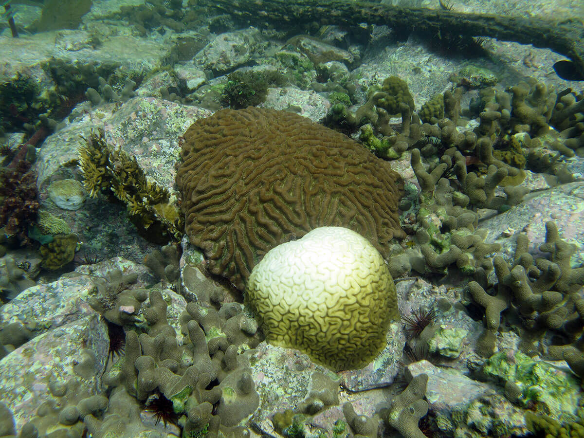 Two bits of coral underwater. One is bleached white and the other is unbleached.