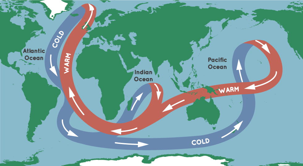 Карта Земли со стрелками, указывающими на океанические течения, перемещающие теплую воду от экватора к полюсам, и океанские течения, перемещающие холодную воду от полюсов обратно к экватору.