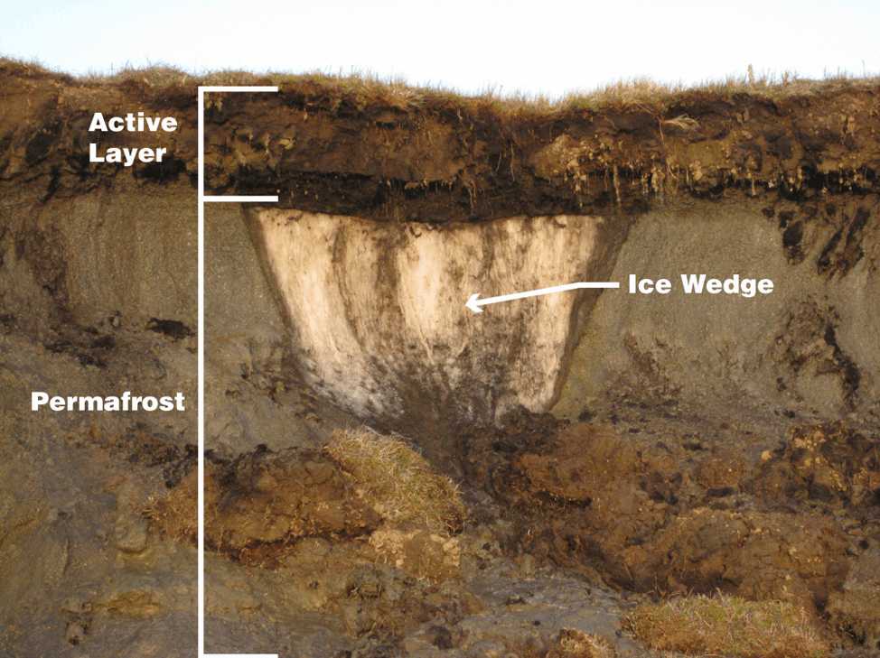 A labeled image of brown dirt and white ice layers in the soil to show the active layer and the permafrost, along with an ice wedge