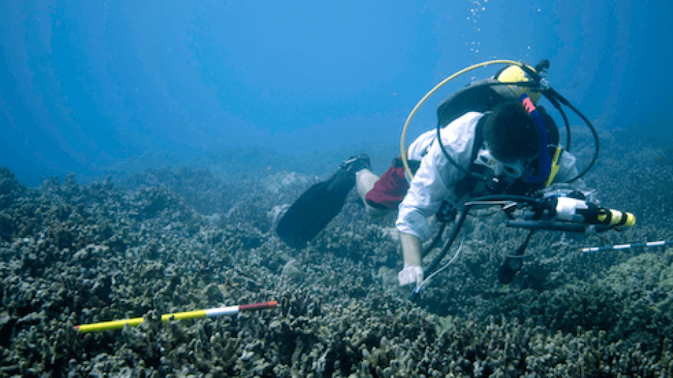 ocean-scientist-studying-coral-reefs-nasa-climate-kids