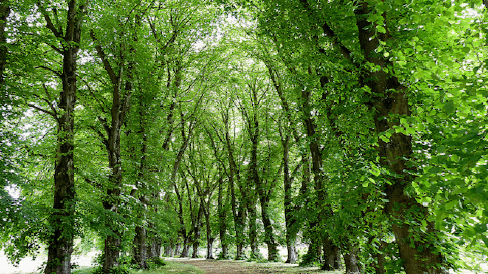 Image of a trail through a forest.