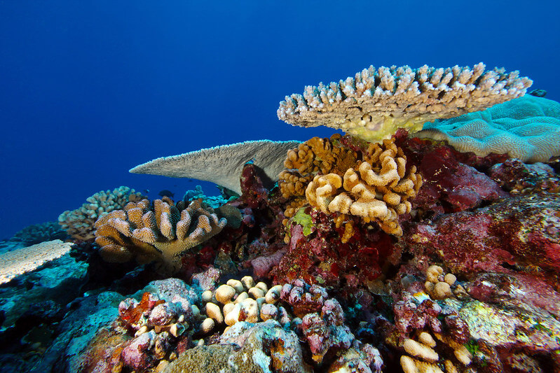 afbeelding van een koraalrif.
