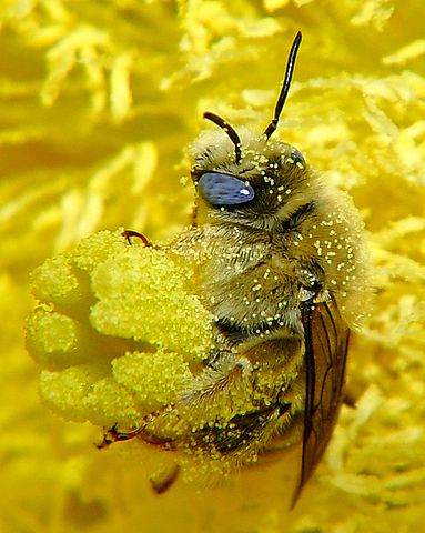Close up photo of a bee covered in yellow spheres of pollen.