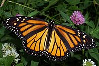 Monarch butterfly, orange with black veins and white spots.
