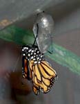 Adult monarch emerges from chrysalis.