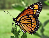 Orange butterfly with black veins and black wing edges, with white spots.