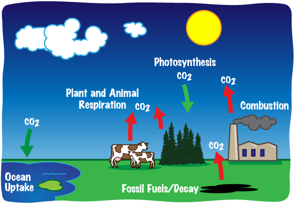 The carbon cycle traces carbon's path from the atmosphere, into living organisms, to dead organic matter, to oceans, and back into the atmosphere.