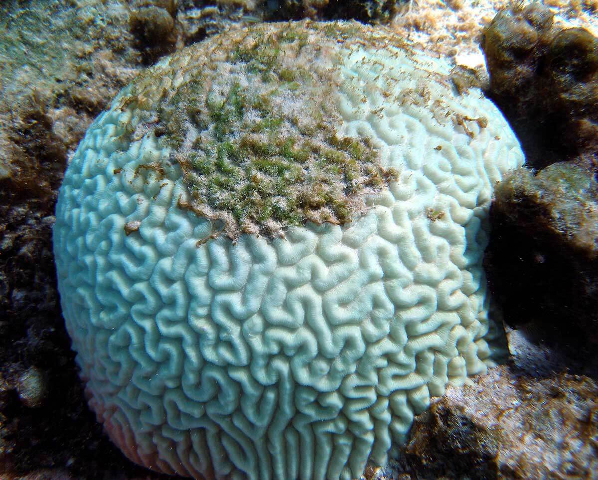 Photograph of a bleached brain coral.